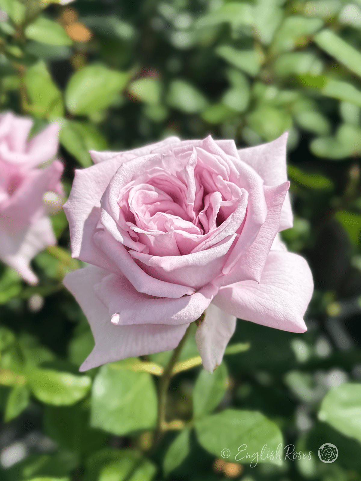 Twice in a Blue Moon Rose Main Image - Close Up Purple Lilac Bloom