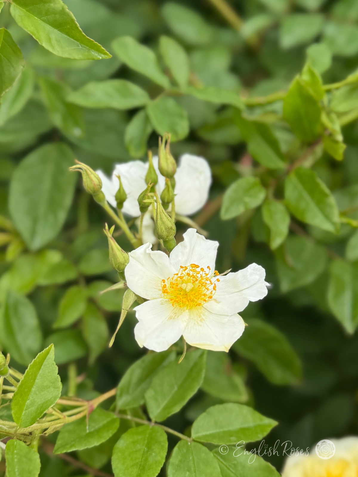 Wedding Day Rose Rambler - Close up of small white scented flower