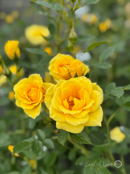 Yellow Patio Rose Main Image - Multiple small yellow flowers