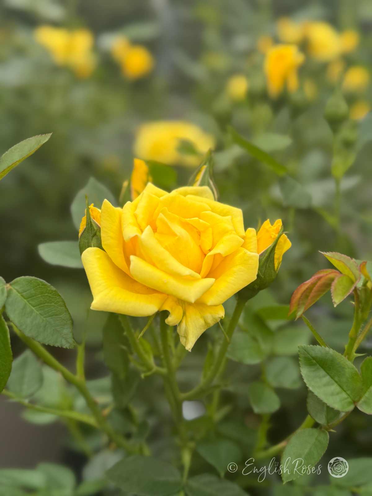 Yellow Patio Rose Single Rose with green foliage