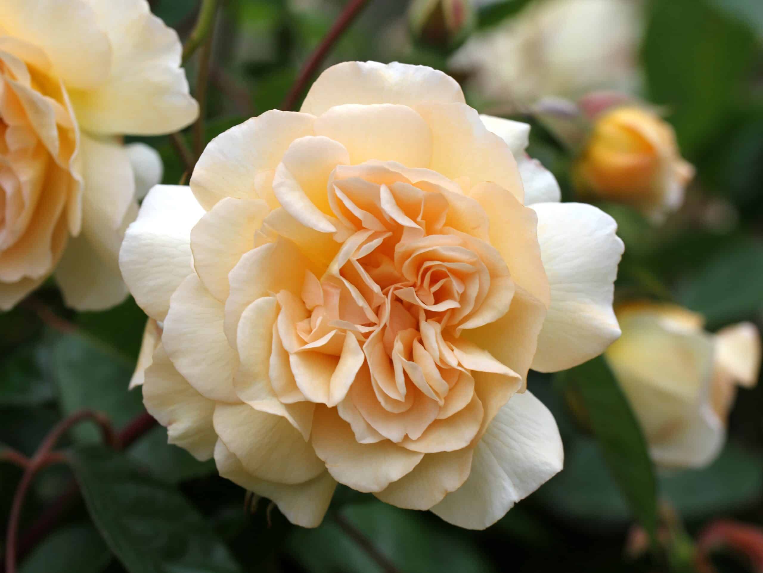 A,Single,Apricot,Rose,Bloom,Of,Rosa,'buff,Beauty'.