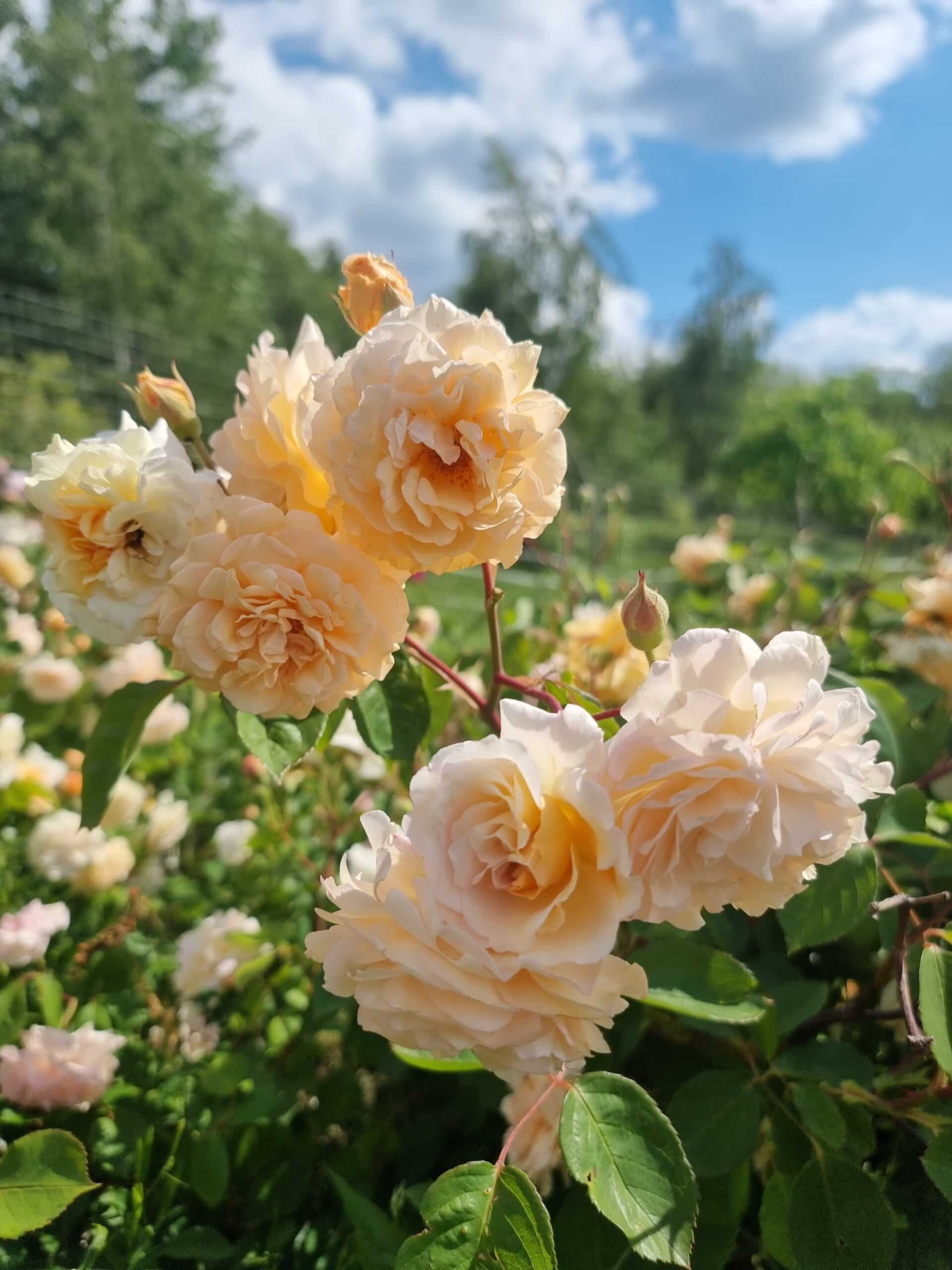 Beautfiul,Blooming,Buff,Beauty,Historical,Apricot,Rose