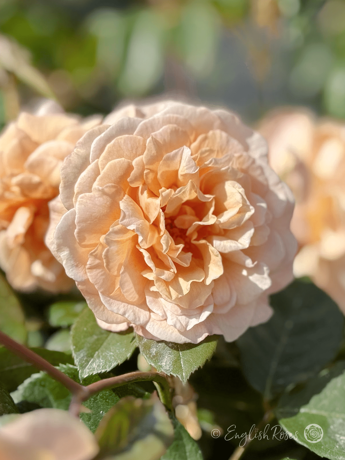 Buff Beauty Rose Main Image