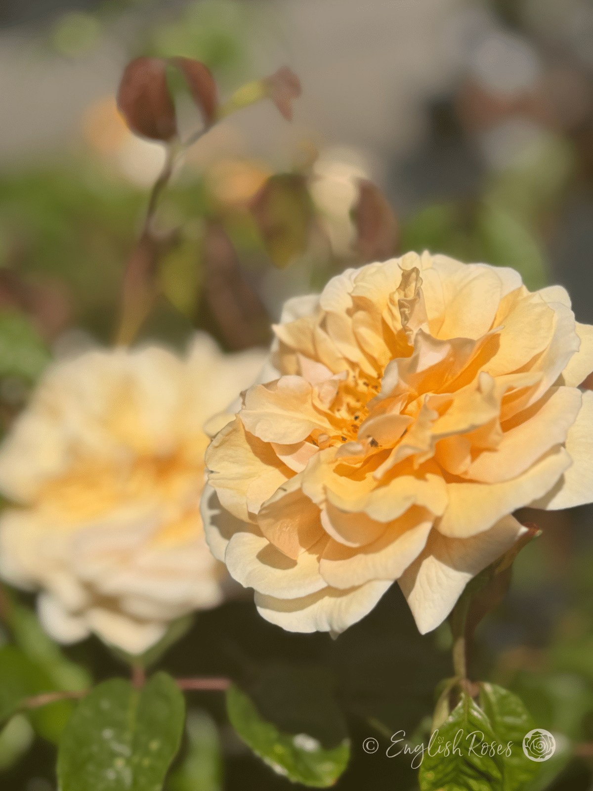 Buff Beauty Rose Multiple Roses