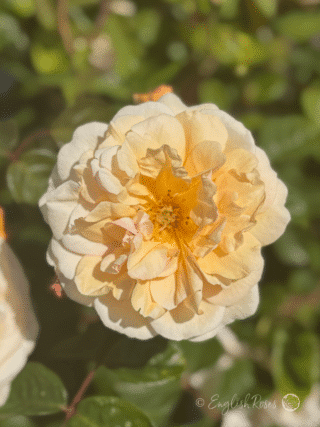 Buff Beauty Rose - Birthday Gift For Hubby