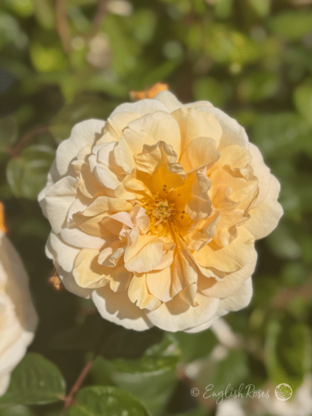 Buff Beauty Rose Single Close Up Bloom