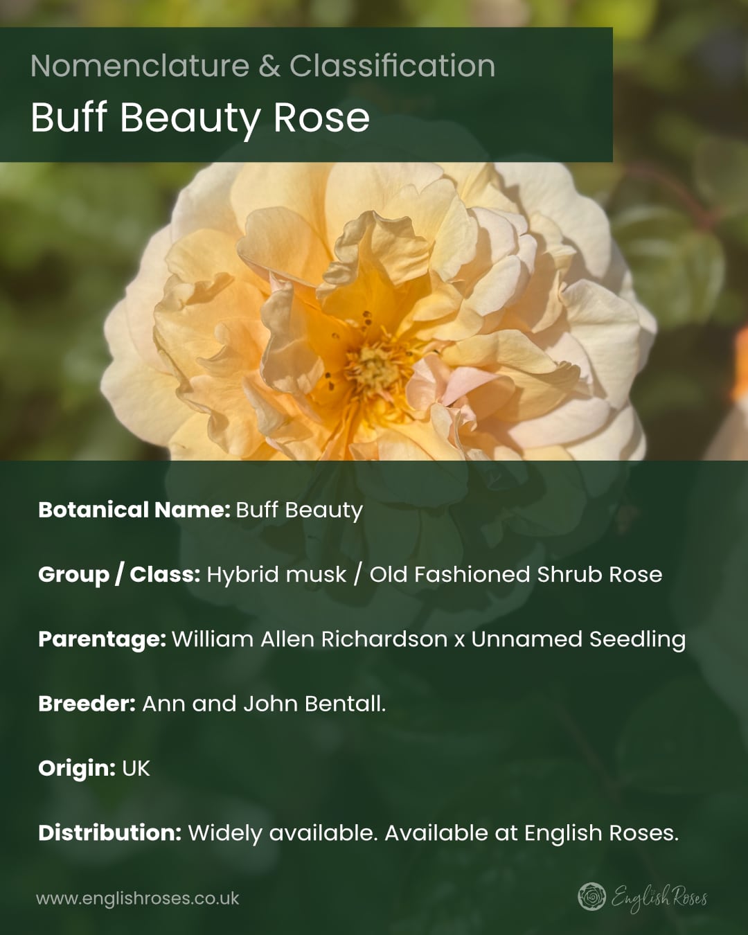 ERVL_Buff Beauty Nomenclature and classification