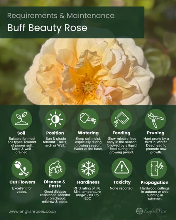ERVL_Buff Beauty Requirements and maintenance