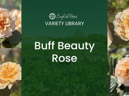 ERVL_Buff Beauty Rose