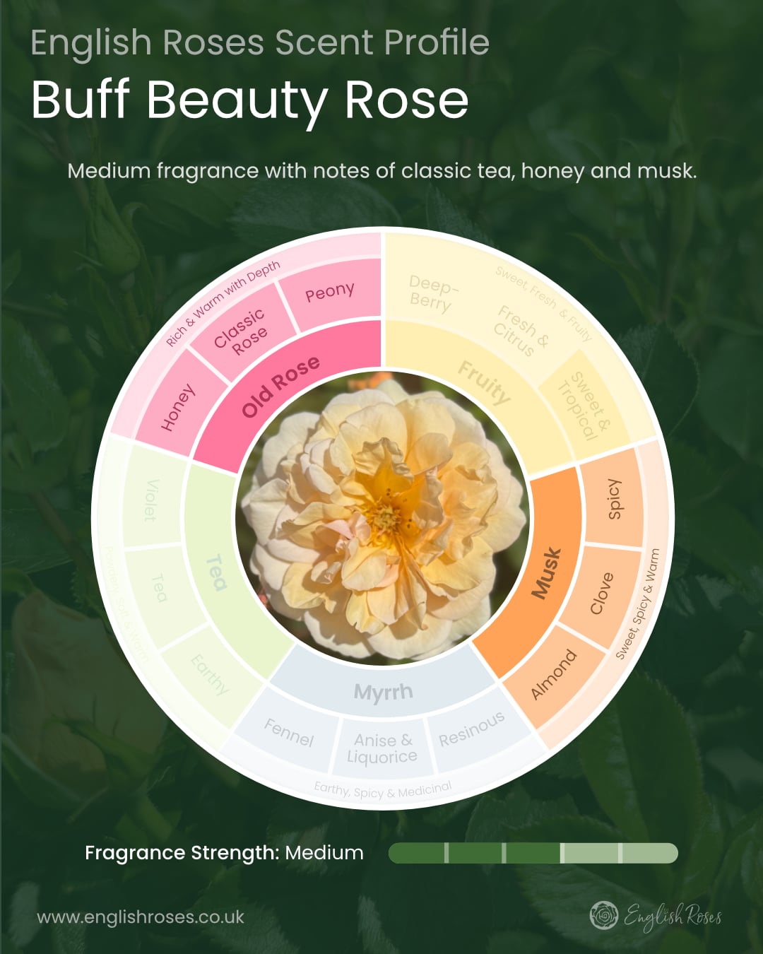 ERVL_Buff Beauty Scent Profile