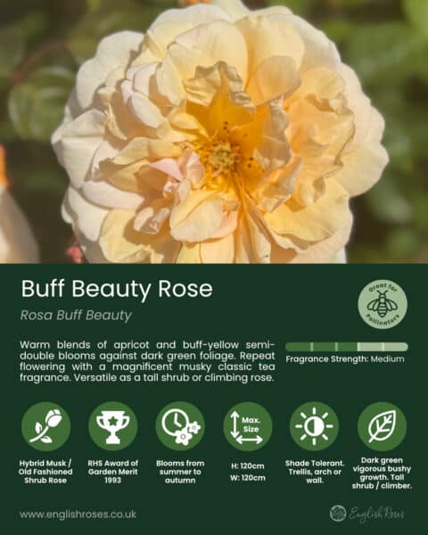 ERVL_Buff Beauty Variety Summary Label 1-