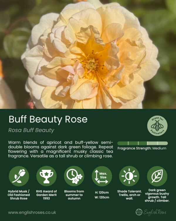 ERVL_Buff Beauty Variety Summary Label 1-