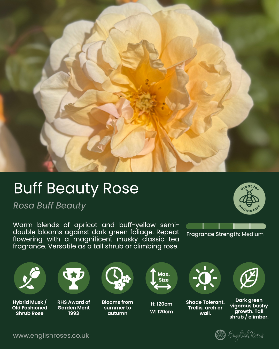 ERVL_Buff Beauty Variety Summary Label 1-