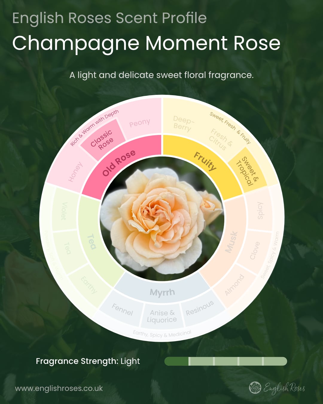 ERVL_Champagne Moment Rose Scent Profile