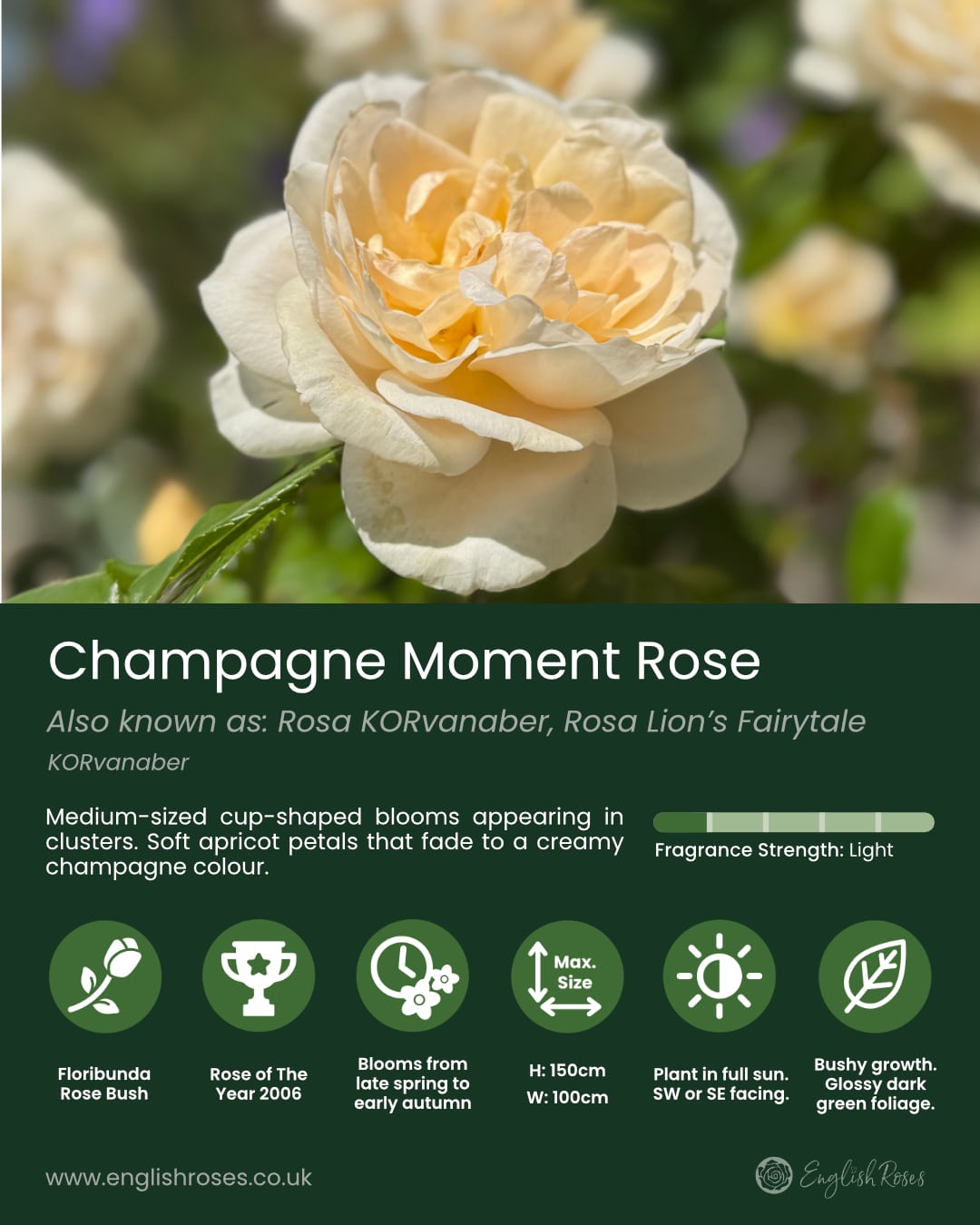ERVL_Champagne Moment Rose Variety Summary Label 1