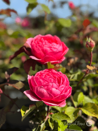 Fruity Parfuma Rose Two Blooms - Multiple cupped fragrant roses with bud and green foliage