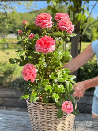 Scented Rose Gift For 15th Wedding Anniversary - English Roses Planted Basket