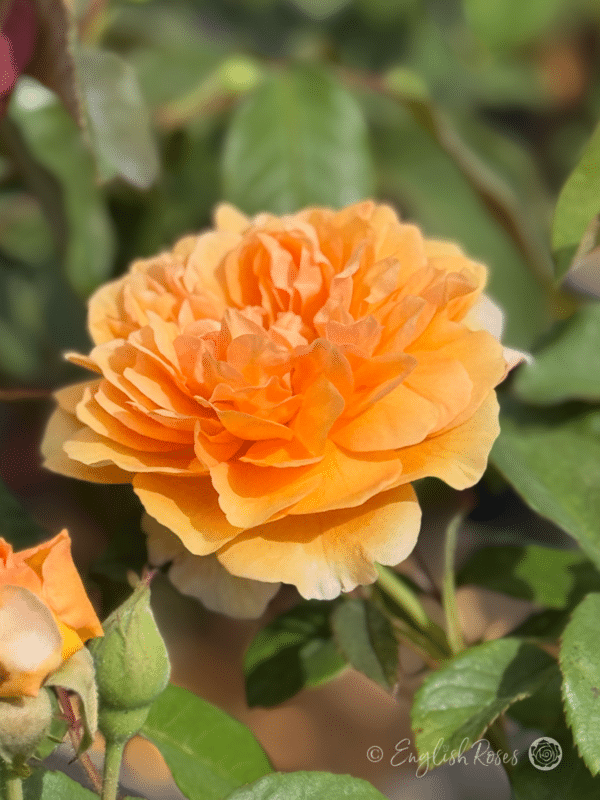 Buff Beauty Orange Toned Petals