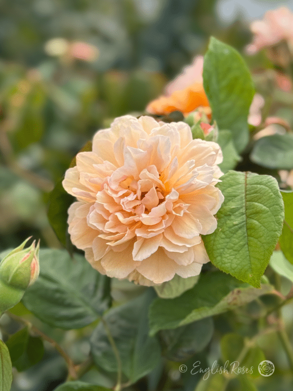 Buff Beauty Rose Buff Cream Petals