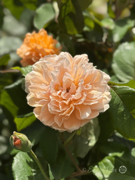 Buff Beauty Rose Close Up
