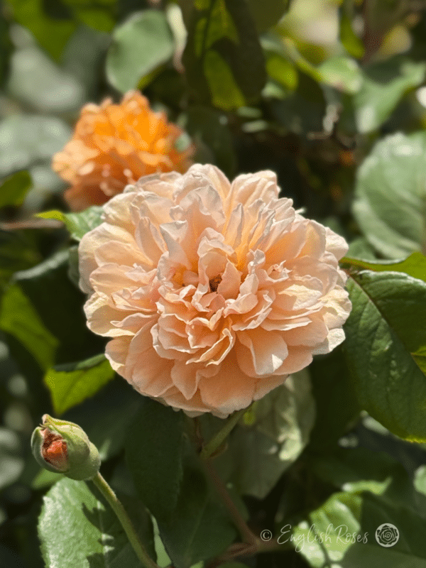 Buff Beauty Rose Close Up