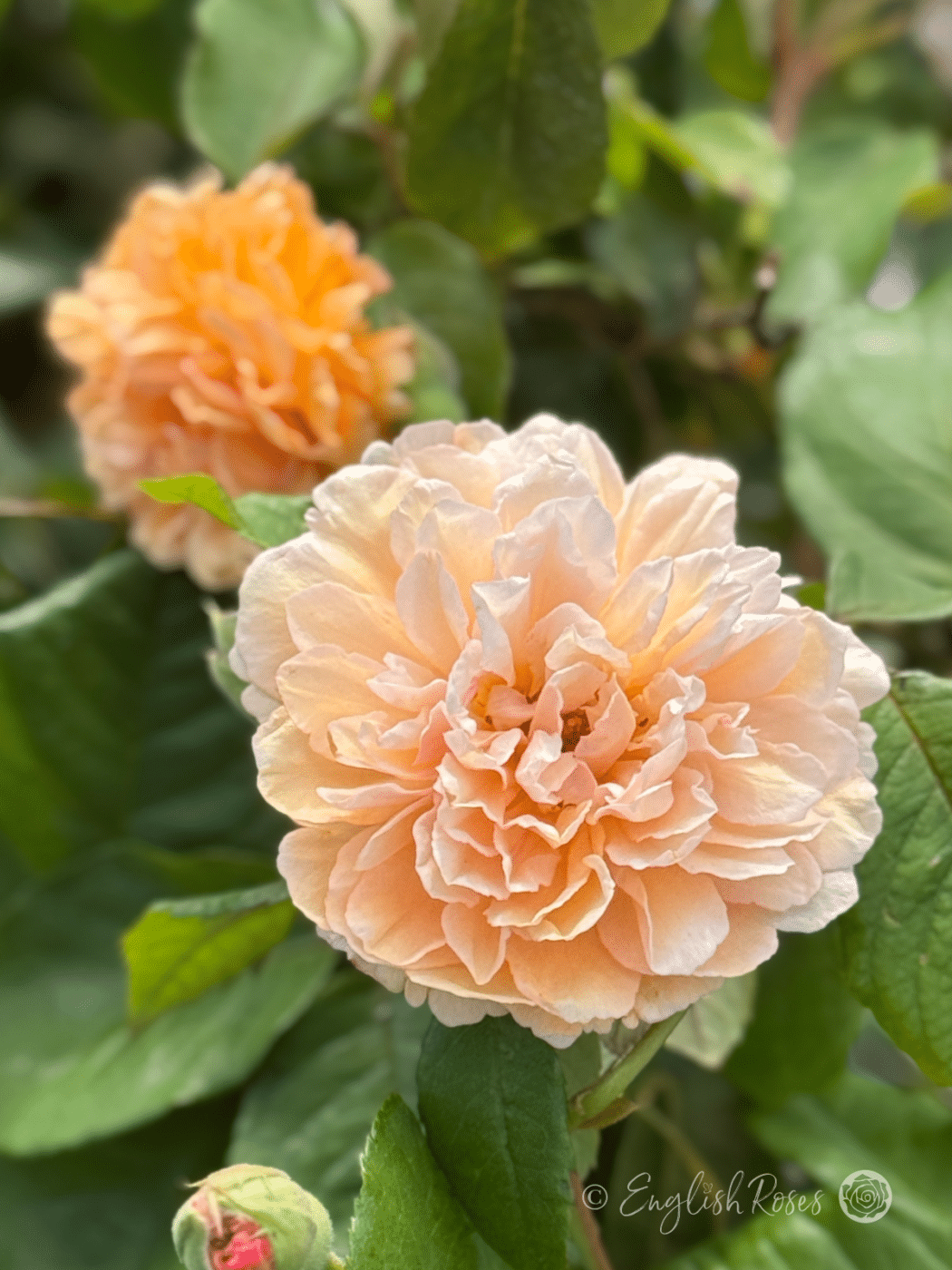 Buff Beauty Rose Multiple Blooms Orange and Buff