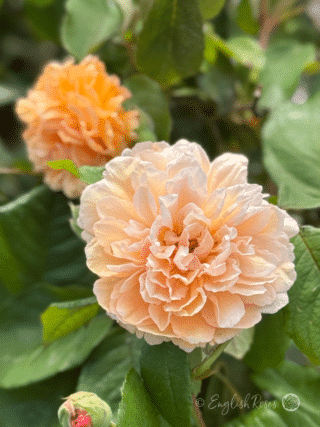 Buff Beauty Rose Multiple Blooms Orange and Buff