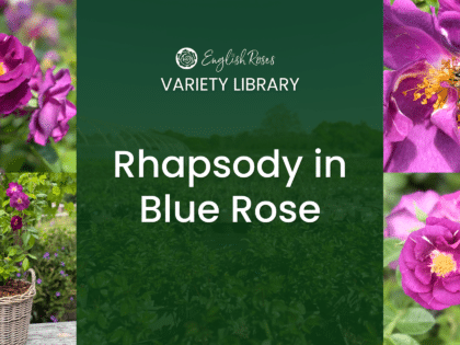English Roses Variety Library Rhapsody in Blue Rose Thumbnail