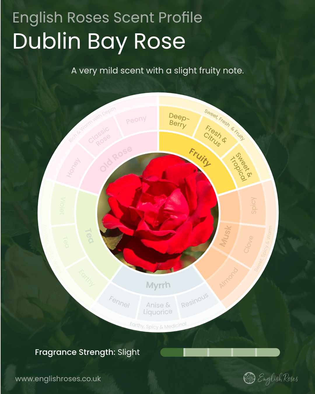 English Roses Variety Library Dublin Bay Rose Fragrance Profile
