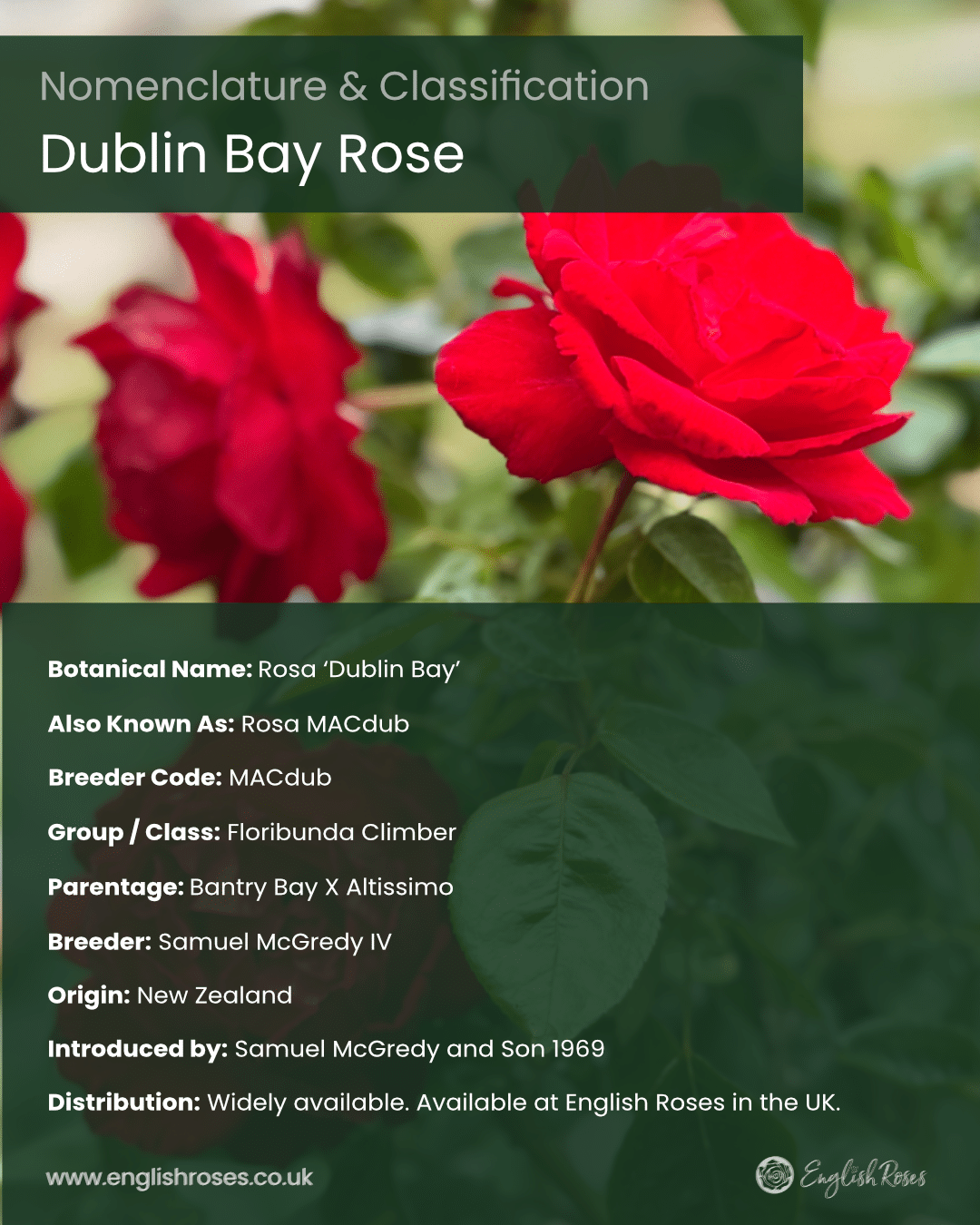 English Roses Variety Library Dublin Bay Rose Nomenclature & Classification