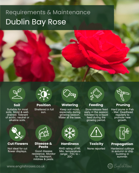 English Roses Variety Library Dublin Bay Rose Requirements & Maintenance