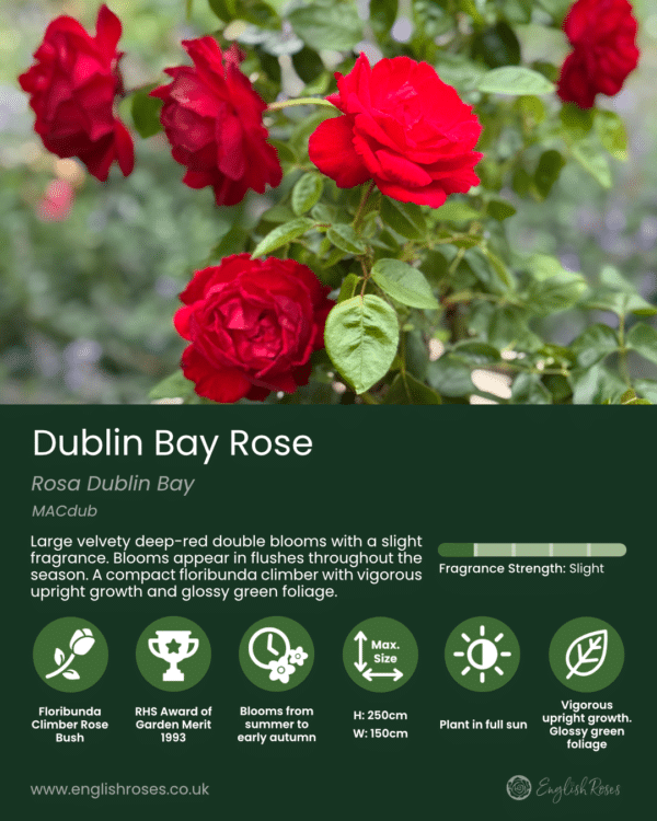 English Roses Variety Library Dublin Bay Rose Summary Label