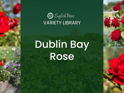 English Roses Variety Library Dublin Bay Thumbnail