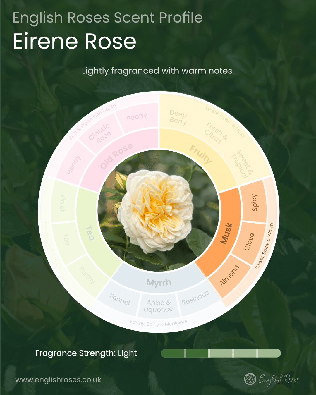 English Roses Variety Library Eirene Rose Scent Profile