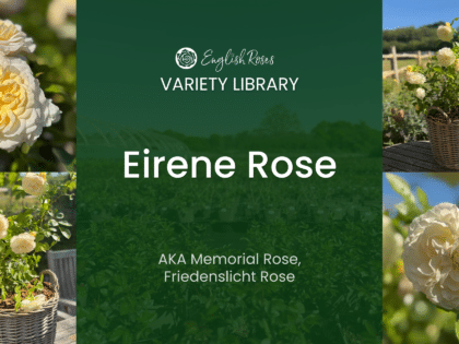 English Roses Variety Library Eirene Rose Thumbnail