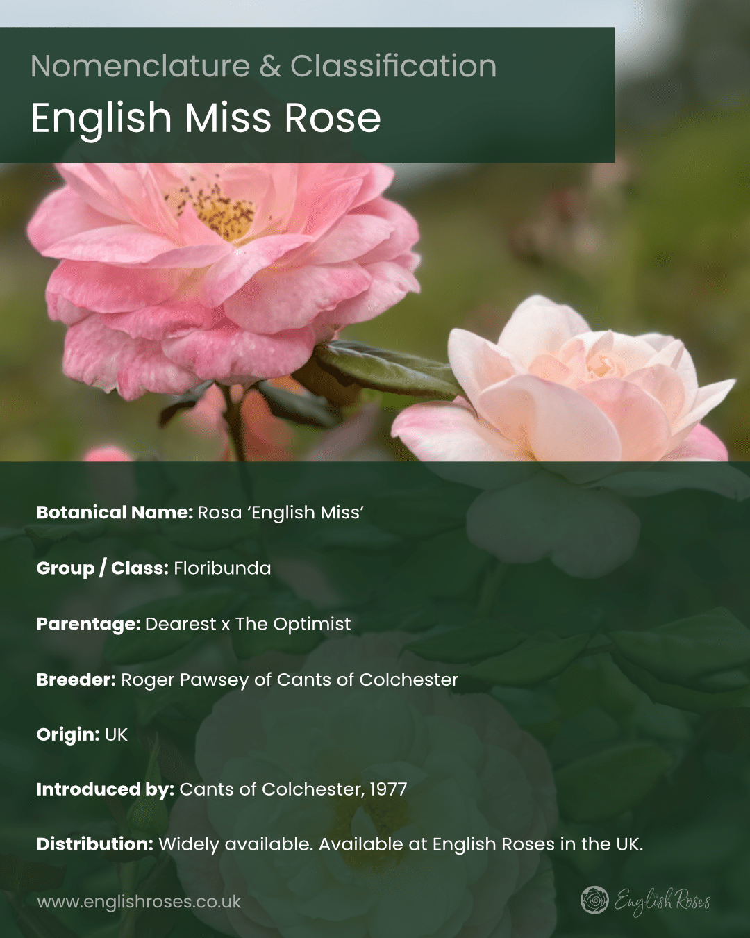 ERVL_English Miss Rose Nomenclature and Classification