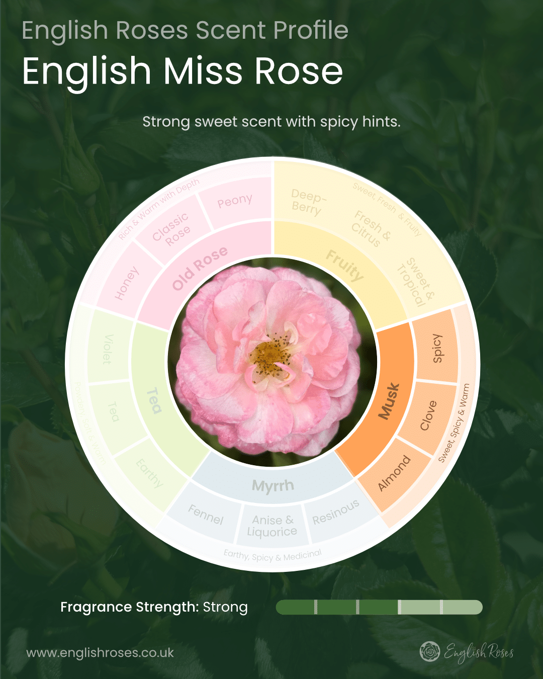 English Roses Variety Library English Miss Rose Scent Profile