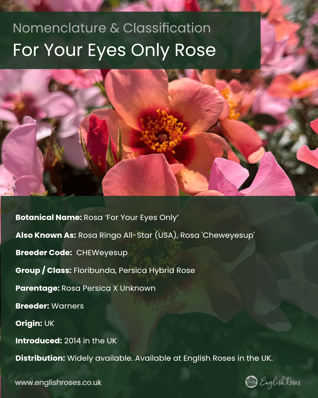 ERVL_For Your Eyes Only Rose Classification and Nomenclature