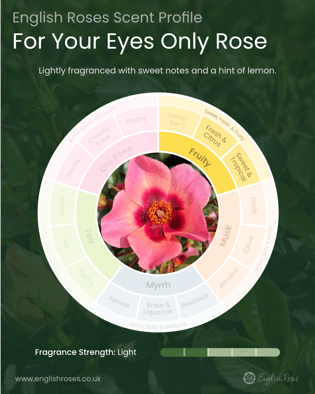English Roses Variety Library For Your Eyes Only Rose Fragrance Profile