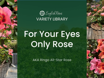 English Roses Variety Library For Your Eyes Only Rose Thumbnail
