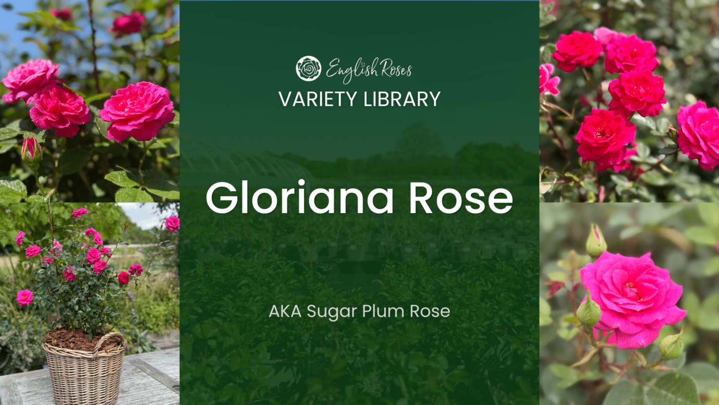 ERVL_Gloriana Rose