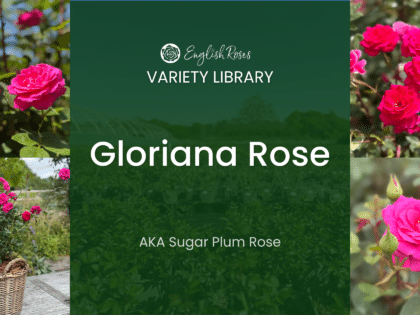 ERVL_Gloriana Rose