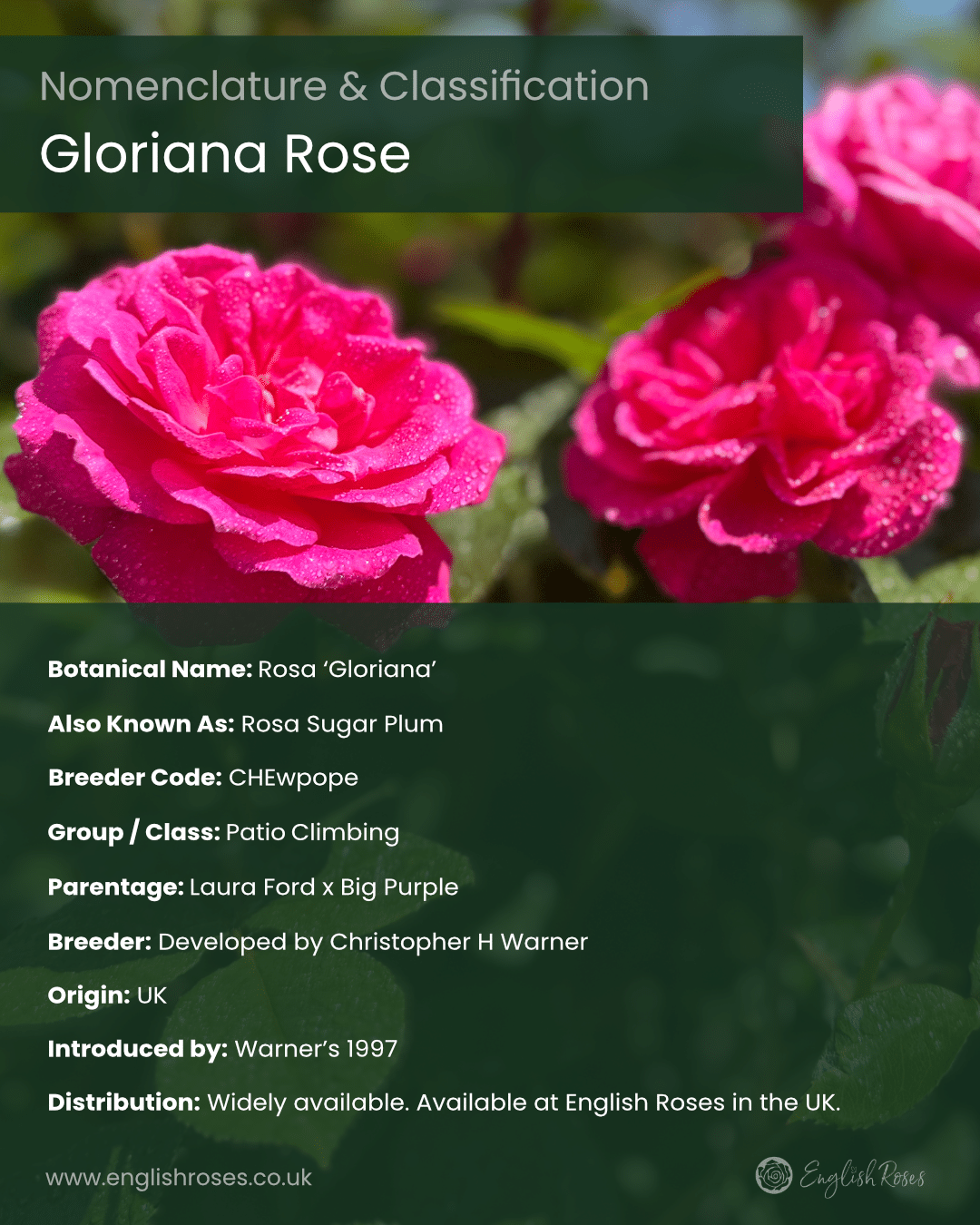 ERVL_Gloriana Rose Nomenclature and classification