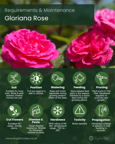 ERVL_Gloriana Rose Requirements and Maintenance