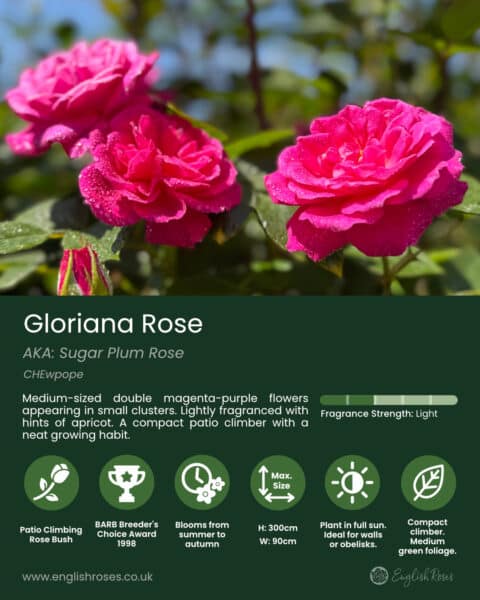 ERVL_Gloriana Variety Summary Label