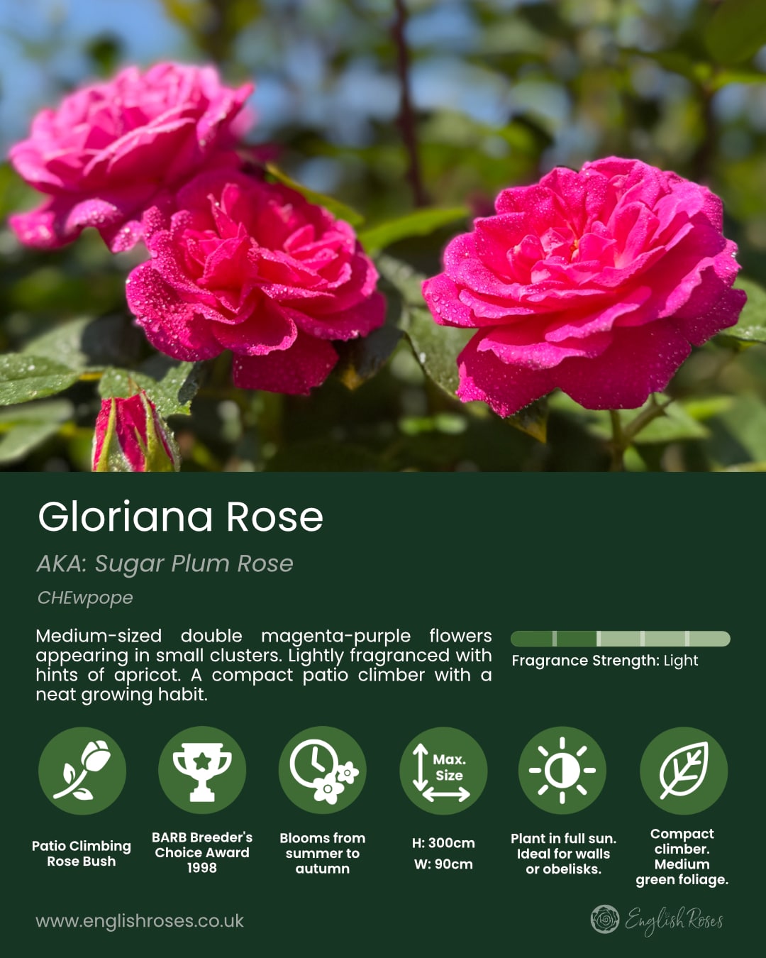 ERVL_Gloriana Variety Summary Label