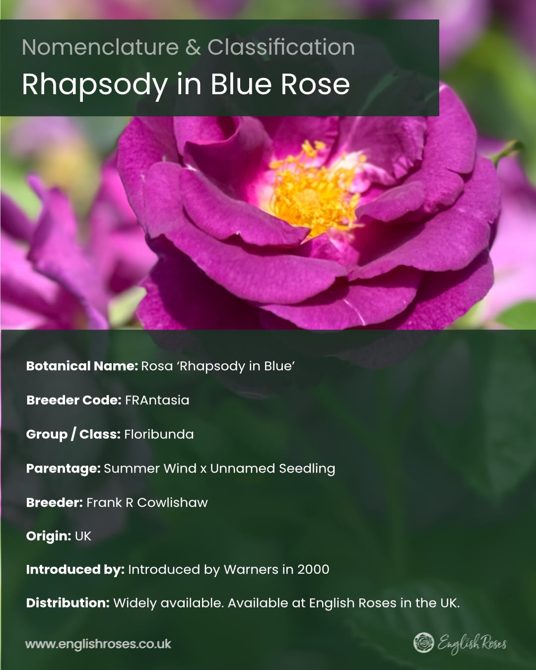 English Roses Variety Library Rhapsody in Blue Rose Nomenclature & Classification