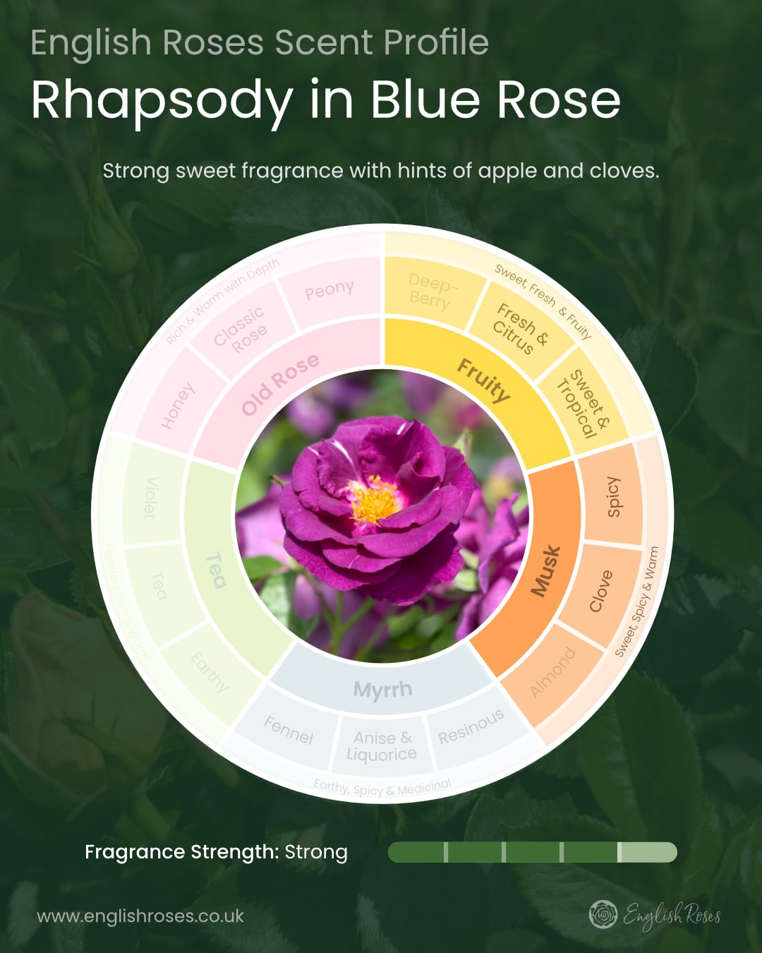 English Roses Variety Library Rhapsody in Blue Rose Scent Profile