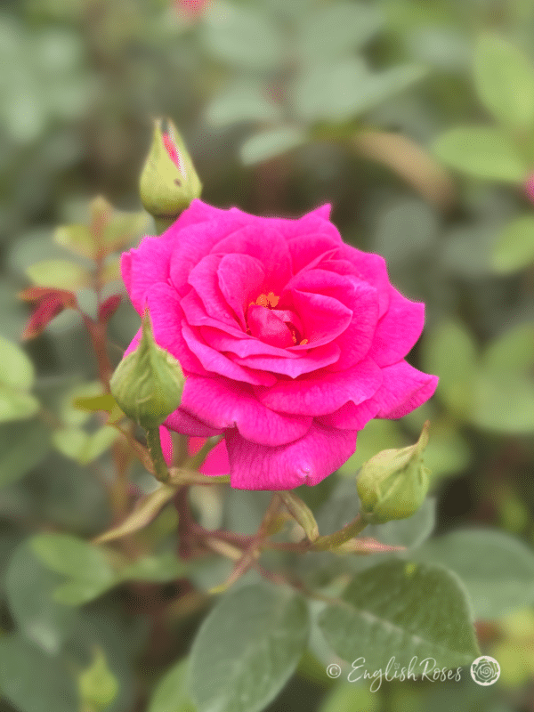 Close up of a small bright magenta-purple bloom with yellow stamens.