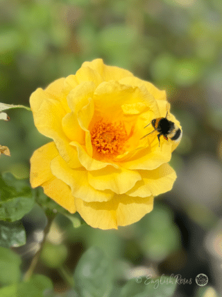 Golden Bouquet Rose Bumblebee Main Image - Bright yellow open flower with bumblebee